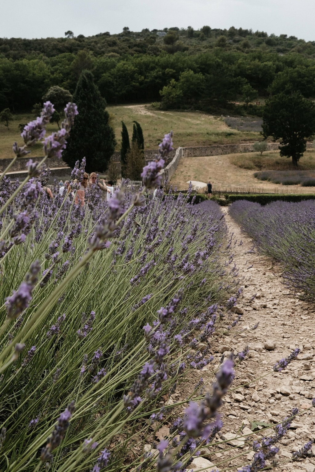 provence