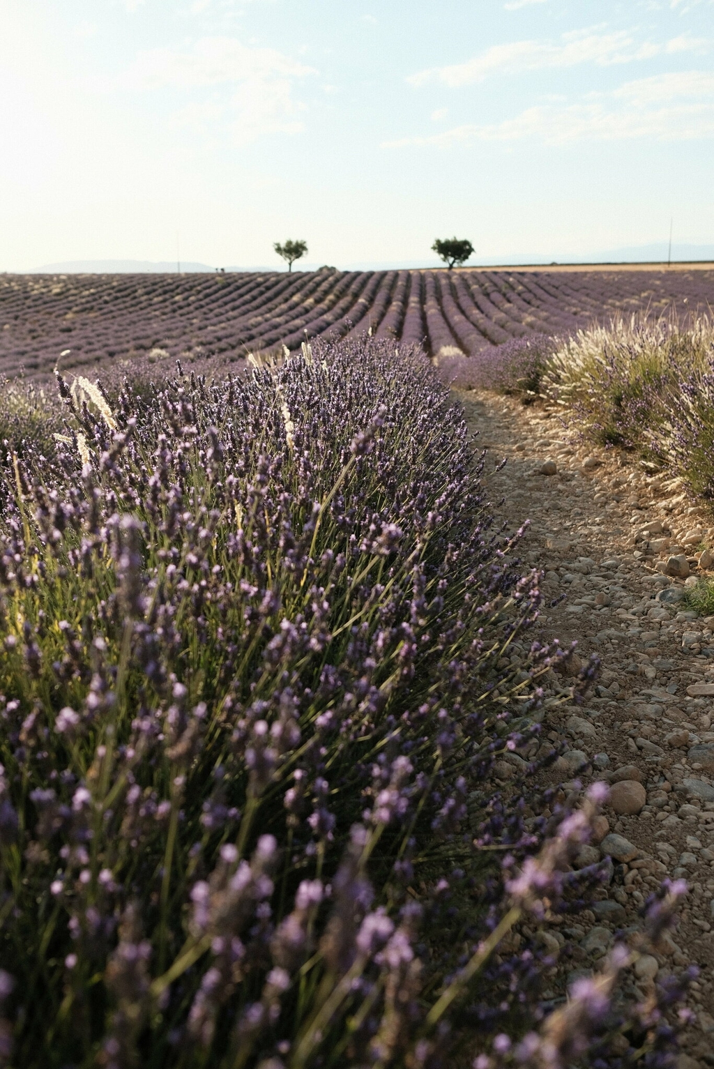 provence